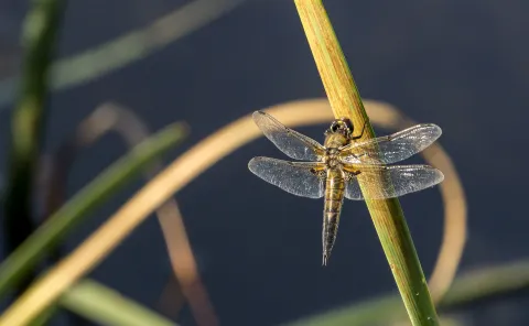 A dragonfly perched on a reed stem, one of Paul's photographs